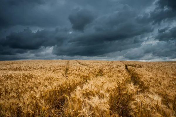 Wavy Wheat Fields with Storm Clouds — Stock Photo, Image