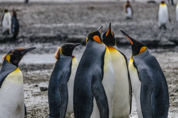 Salisbury ovada Kral penguenler — Stok fotoğraf