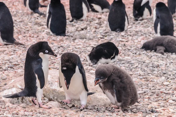 Adelie Penguin casal alimentando sua filhota — Fotografia de Stock