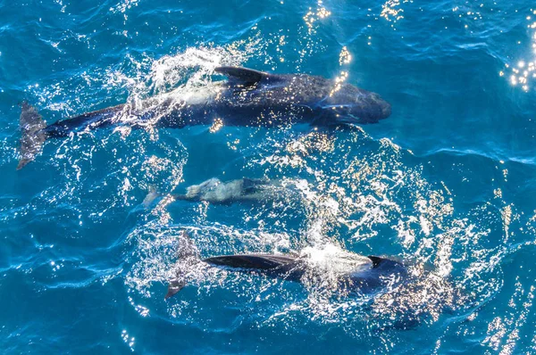 Ballenas piloto de aletas largas en el Océano Atlántico Sur — Foto de Stock