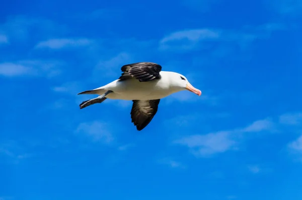 Black-Browed Albatross in Flight — Stockfoto