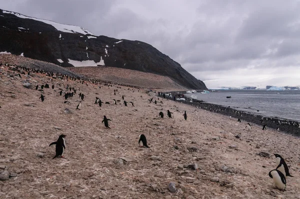 Adelie pinguine auf paulet island — Stockfoto