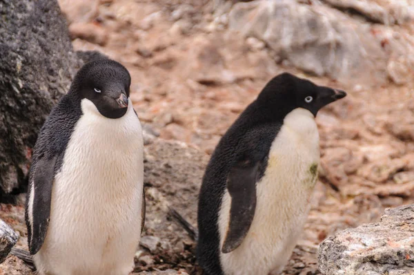 Pingüinos Adelie en la isla Paulet — Foto de Stock