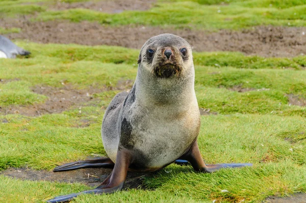 Sigilli di pelliccia sulle pianure di Salisbury, Georgia del Sud — Foto Stock