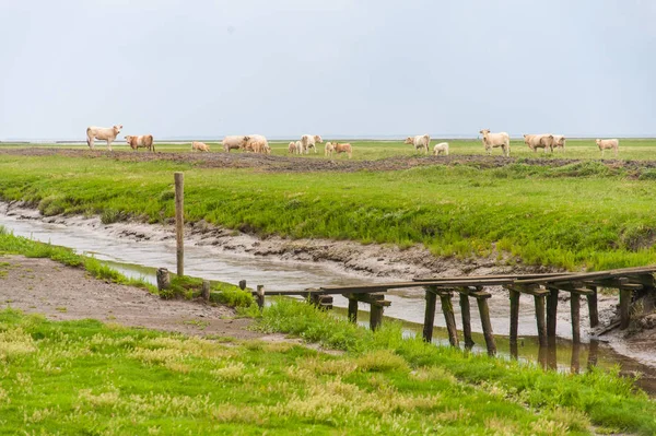 一群奶牛 在诺尔德雷亚尔湿地放牧 — 图库照片
