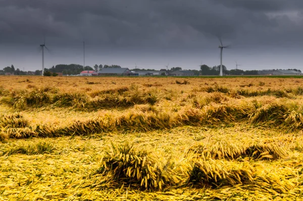 Battered wheat Fields in Friesland — Stock Photo, Image