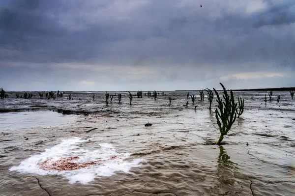 A Noarderleech terület-ban Friesland, viharos napon. — Stock Fotó