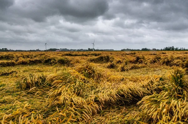 オランダが過ぎて重い Summerstorm の後のボロボロの嵐麦畑 — ストック写真