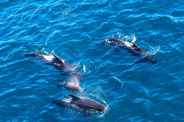 Les épaulards à longues nageoires dans l'océan Atlantique Sud — Photo