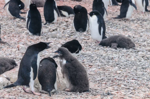 Pingüino Adelie pareja alimentando a su polluelo — Foto de Stock