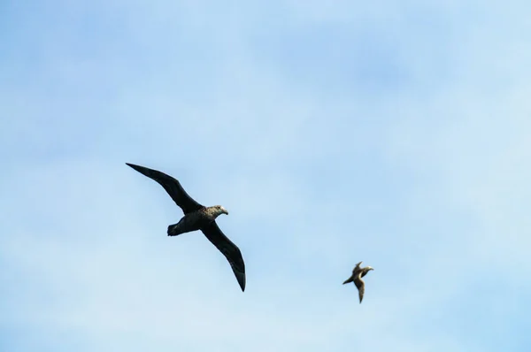 Een zuidelijke reus Petrel tijdens de vlucht — Stockfoto