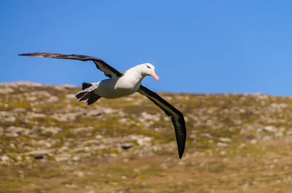 Black-Browed Albatross em voo — Fotografia de Stock