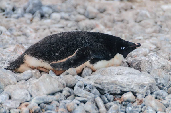 Pinguins Adelie na Ilha Paulet — Fotografia de Stock