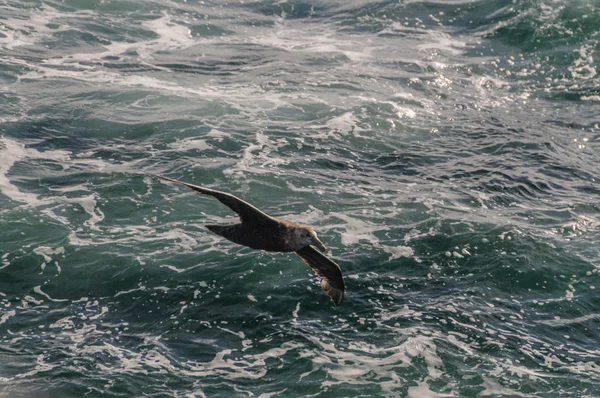 A Southern Giant Petrel in Flight — Stock Photo, Image