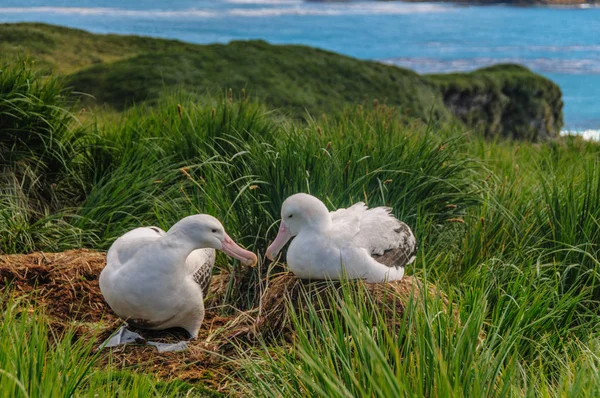 Couple d'Albatros errants sur son nid — Photo
