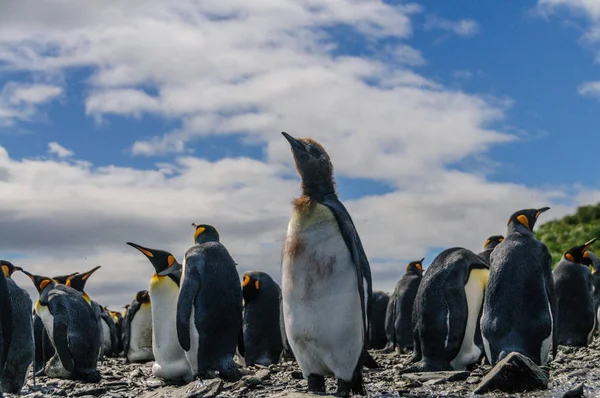 Königspinguine auf den Ebenen von Salisbury — Stockfoto