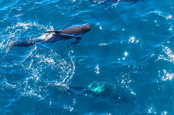 Dlouho žebrované pilotních velryb v jižním Atlantském oceánu — Stock fotografie