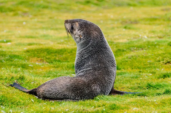 Selos Pele Arctocephalus Gazella Nas Planícies Salisbury Ilha Geórgia Sul — Fotografia de Stock