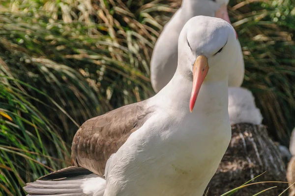 Svartbrynad Albatross på boet — Stockfoto