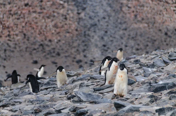 Adelie Penguins na ostrově Paulet — Stock fotografie