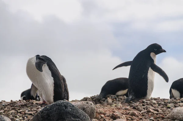 Pingouins Adélie sur l'île Paulet — Photo