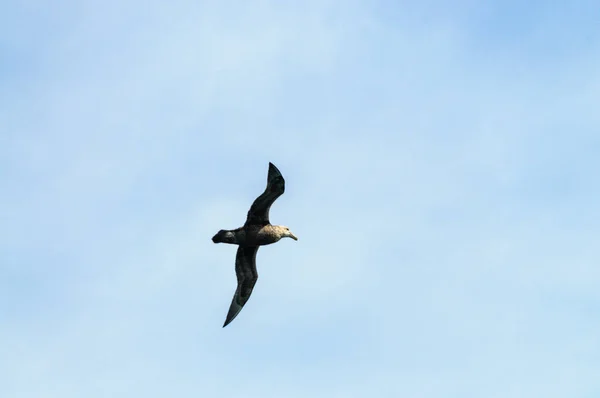 En södra jättestormfågel under flygning — Stockfoto