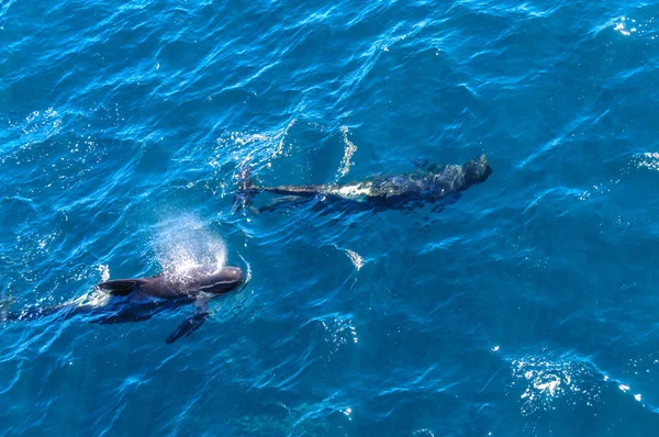 Ballenas piloto de aletas largas en el Océano Atlántico Sur — Foto de Stock