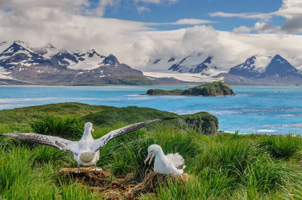 Блукаюча пара Альбатроса на своєму гнізді — стокове фото
