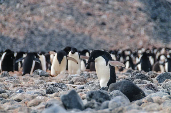 Pingüinos Adelie en la isla Paulet — Foto de Stock