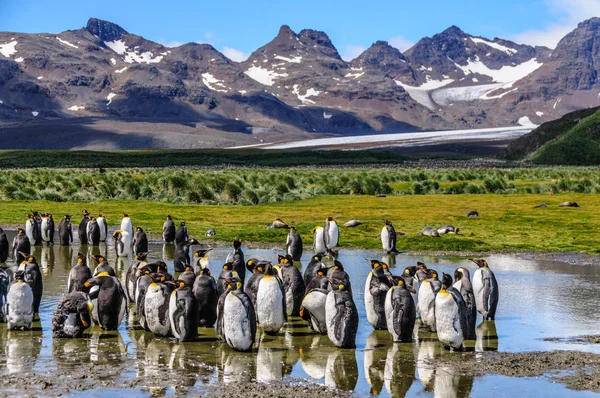 Königspinguine auf den Ebenen von Salisbury — Stockfoto