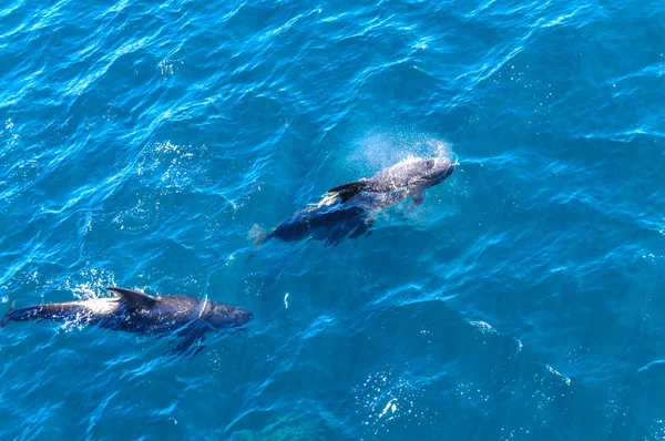 Ballenas piloto de aletas largas en el Océano Atlántico Sur — Foto de Stock