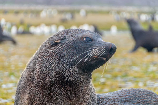 Selos de pele em Salisbury Plains, Geórgia do Sul — Fotografia de Stock