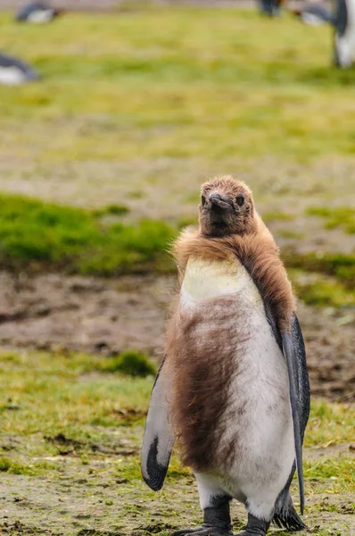 Koning Penguins op de Salisbury plains — Stockfoto