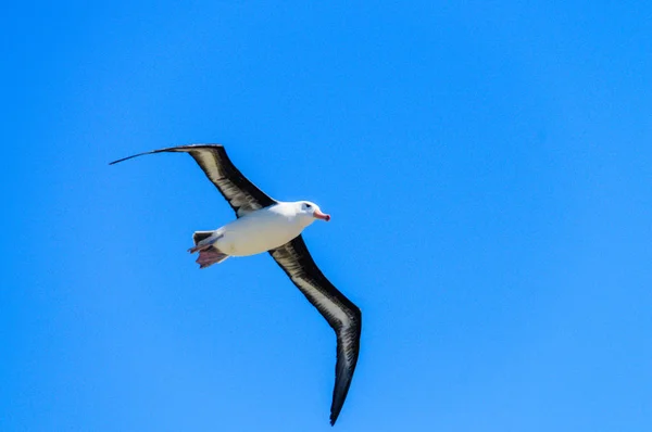 飛行中のマユグロアホウドリ — ストック写真