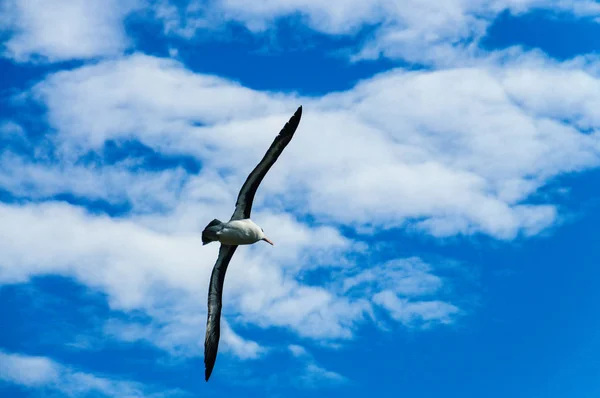 Černým obočím Albatros v letu — Stock fotografie