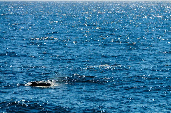 Довгий ребристою дельфінів на півдні Атлантичного океану — стокове фото