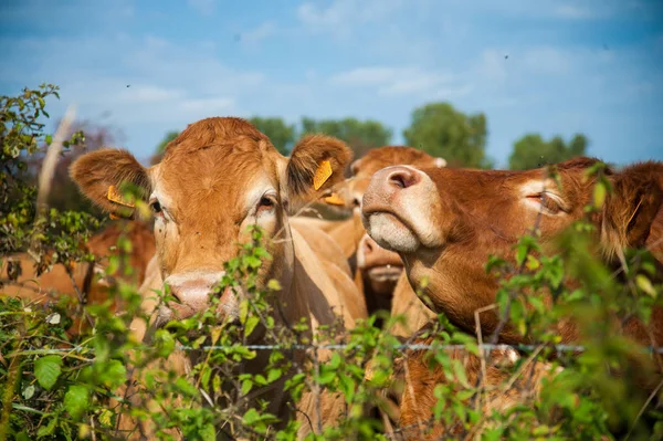 Mucche al pascolo nella campagna fiamminga orientale . — Foto Stock