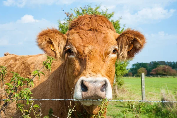 Vacas pastando no lado leste do país flamengo . — Fotografia de Stock