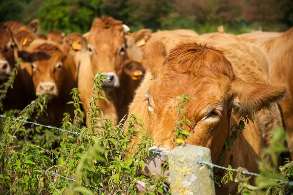 Mucche al pascolo nella campagna fiamminga orientale . — Foto Stock