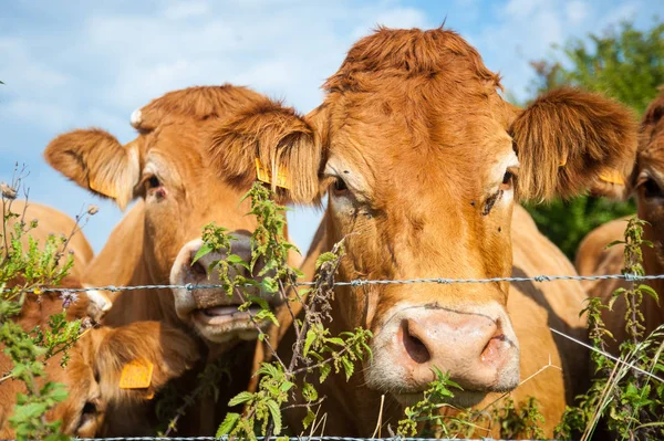 Mucche al pascolo nella campagna fiamminga orientale . — Foto Stock