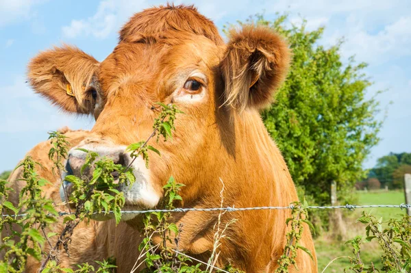 Vacas pastando no lado leste do país flamengo . — Fotografia de Stock