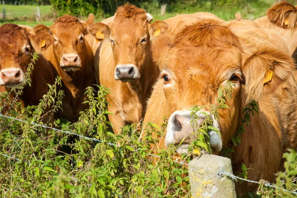 Mucche al pascolo nella campagna fiamminga orientale . — Foto Stock