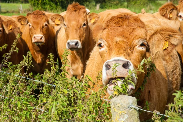 Vacas pastando no lado leste do país flamengo . — Fotografia de Stock