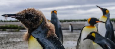 Salisbury ovada Kral penguenler