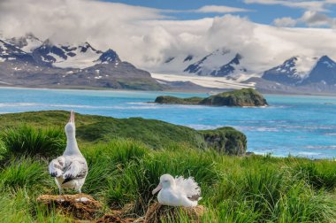 Göçebe Albatros çift yuva üzerinde