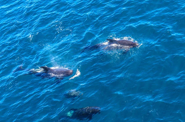 Długo żebrowane wielorybów na południowym Atlantyku — Zdjęcie stockowe