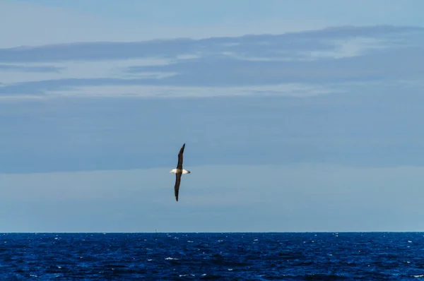 Albatroz sobre o oceano Atlântico Sul — Fotografia de Stock