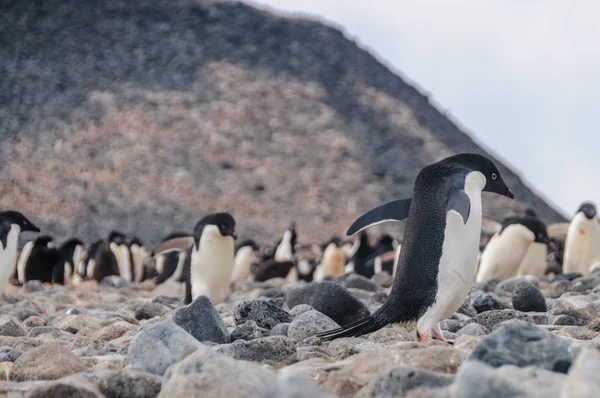 Pingouins Adélie sur l'île Paulet — Photo