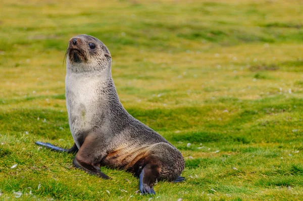 Selos de pele em Salisbury Plains, Geórgia do Sul — Fotografia de Stock