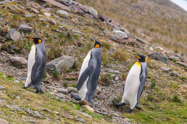 フォーチュナ湾の 3 つのキング ペンギン — ストック写真